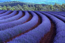 flower&nbsp;fields