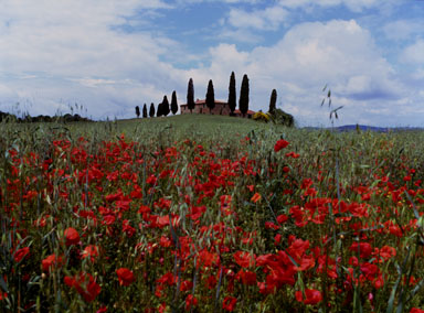 flower fields 02