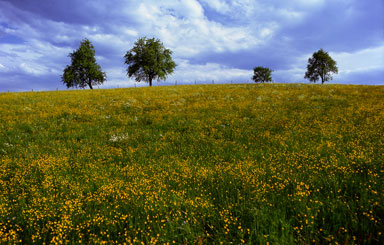 flower fields 03