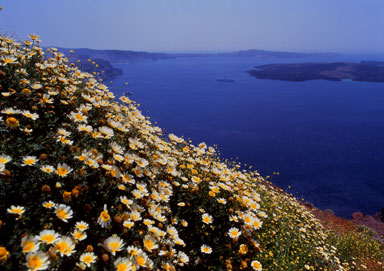 flower fields 04