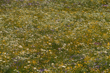 flower fields 05