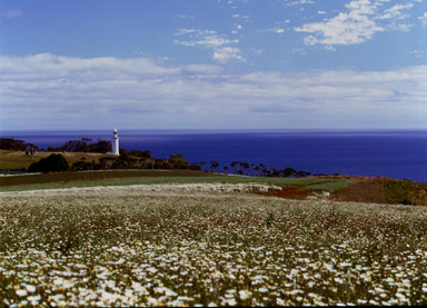 flower fields 06