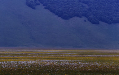 flower fields 07