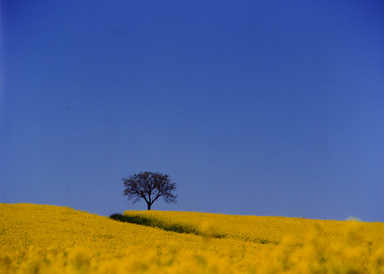 flower fields 09