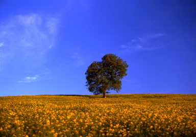 flower fields 10