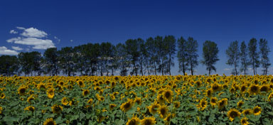 flower fields 11