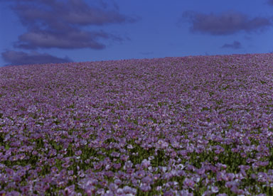 flower fields 12