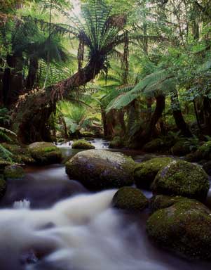 forest solitude 05
